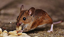 24 Hour & Emergency Exterminators in Turkey River, IA